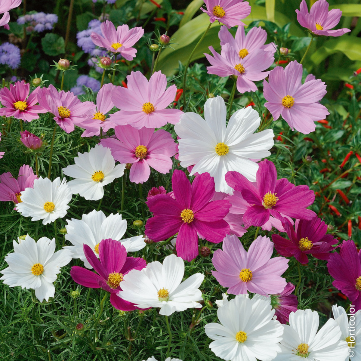 Vanhat niittykukat - Old Flowers Meadow