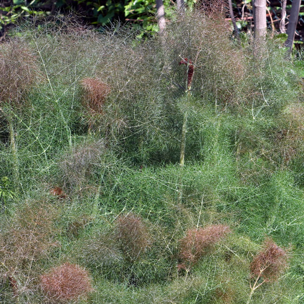 Leppäkerttujen lehtimajat - Ladybird’s Shelter Herbs