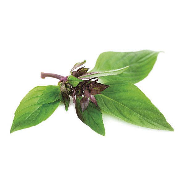 Thai basilika - Basil Thai