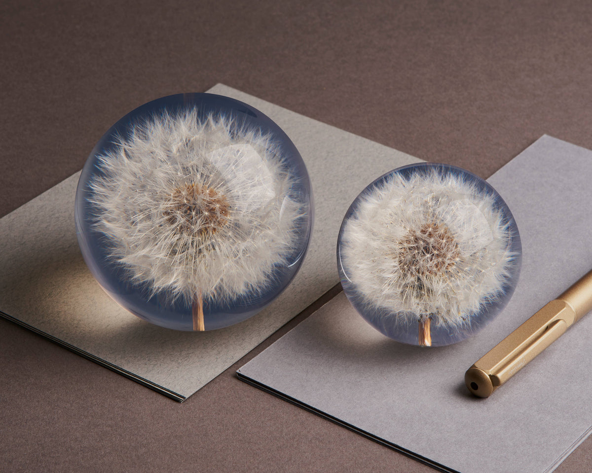 Voikukka - Dandelion Paperipaino