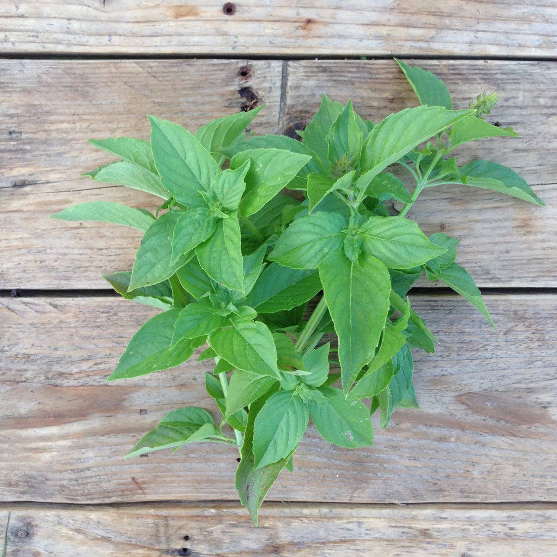 Makeabasilika - Basil Mrs. Burns Lemon