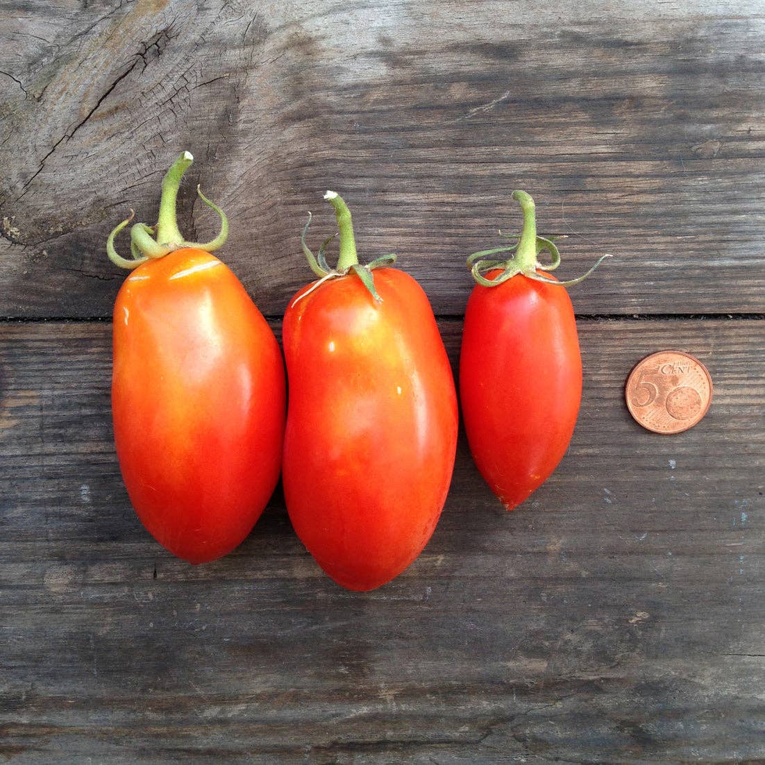 Tomaatti -  San Marzano nano