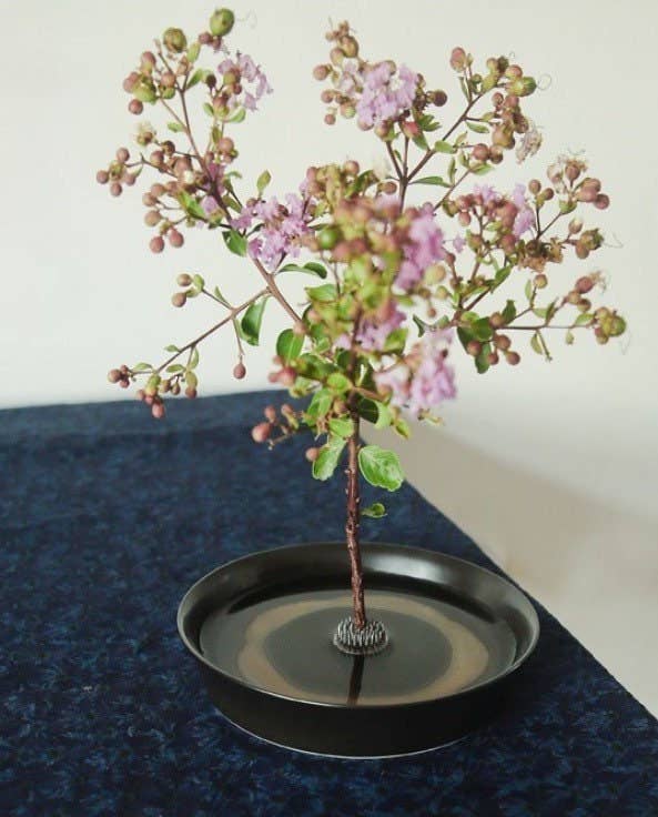 Kukkasiili - Kenzan