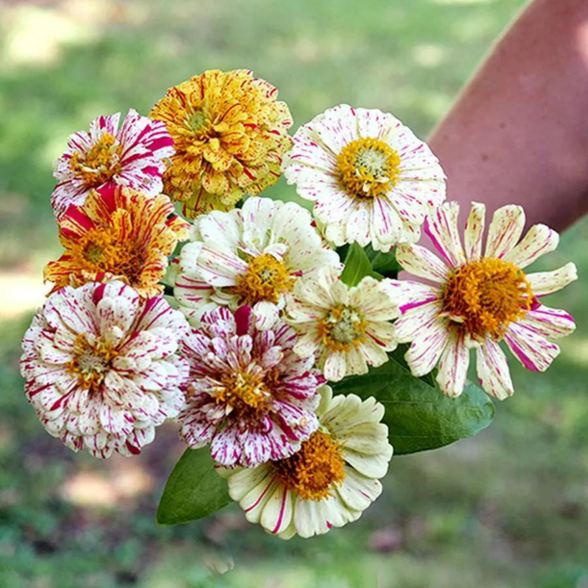 Vanhat niittykukat - Old Flowers Meadow